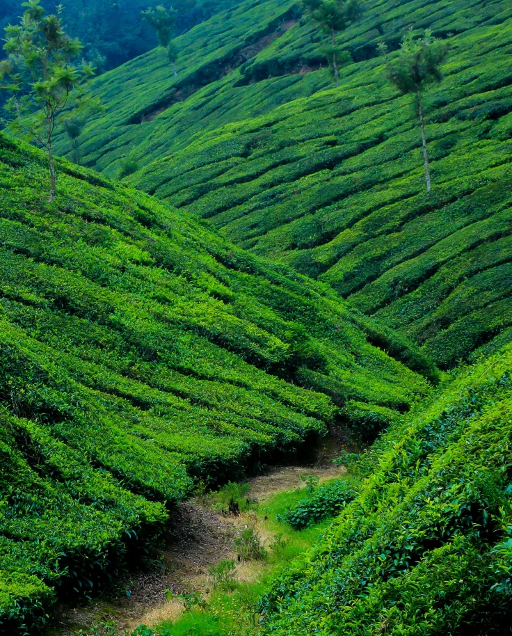 How To Be Sustainable in Kerala, India curated by Matthew Crocker