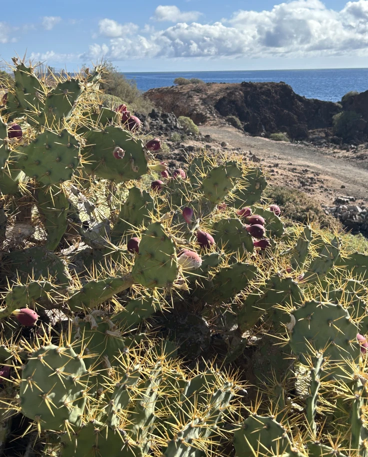 A Family-Friendly Canary Island Adventure in Tenerife curated by Lisa Mcclain