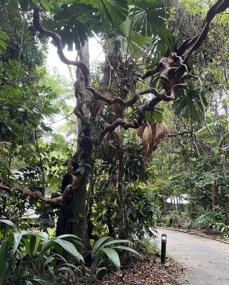 Australia’s Queensland Coast, Great Barrier Reef, and Daintree Rainforest curated by Elizabeth Gudrais