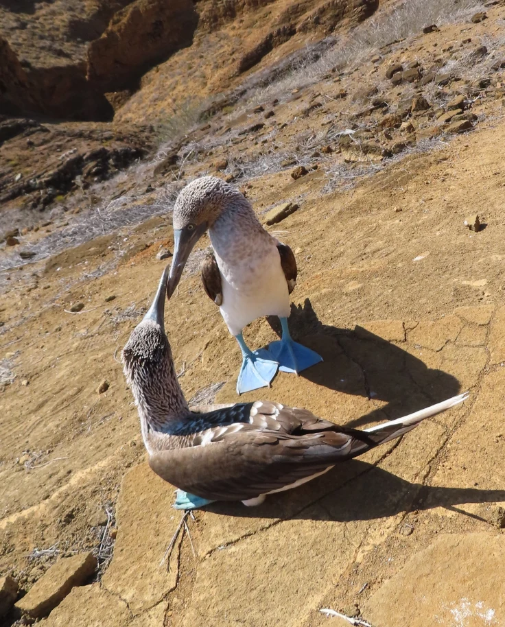 Enchanting Galapagos: 12 Days in a Wildlife Wonderland curated by Mei-Mei Kirk