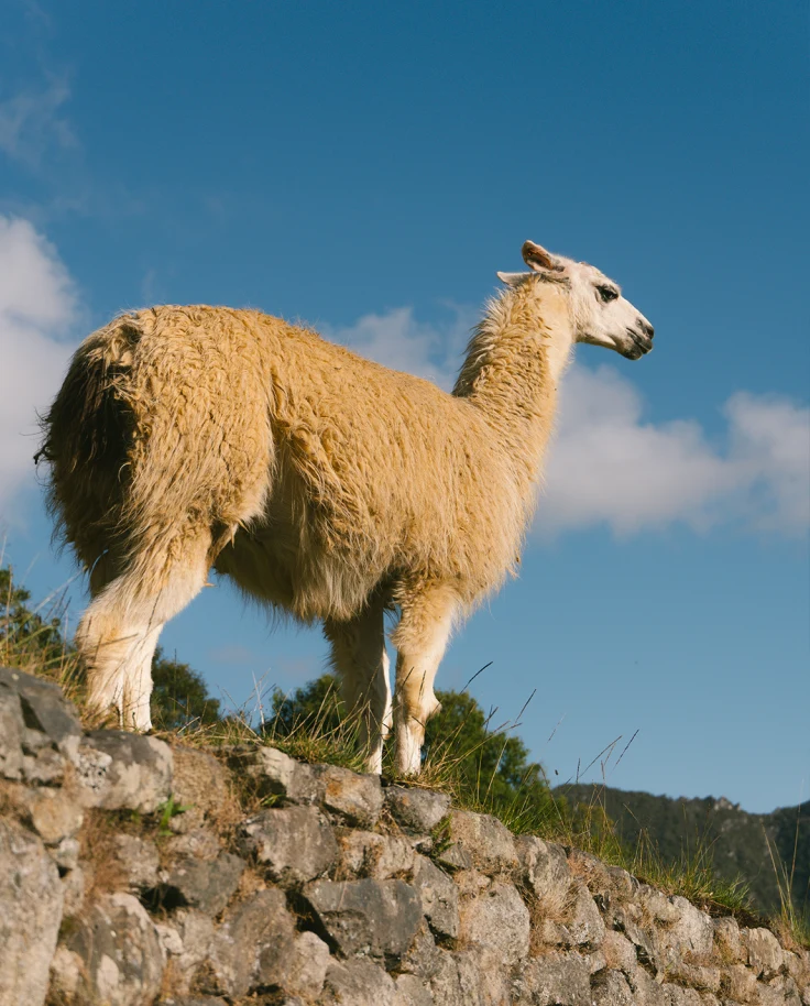 A Journey Through Peru’s Cultural Heartlands & Wild Frontiers curated by Thomas Stadler