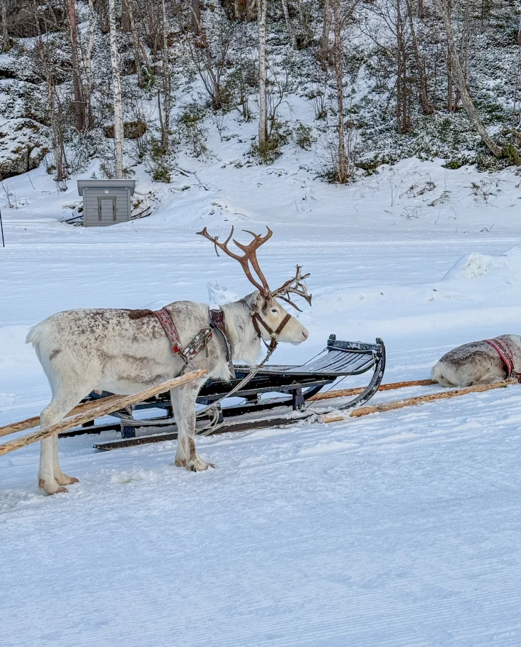 A Winter Week in Scandinavia curated by Michelle Cassidy