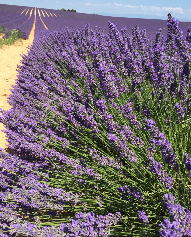 Your Dream Trip to Provence: 10 Days in the Heart of the Provençal Countryside curated by Michaelyn Elder