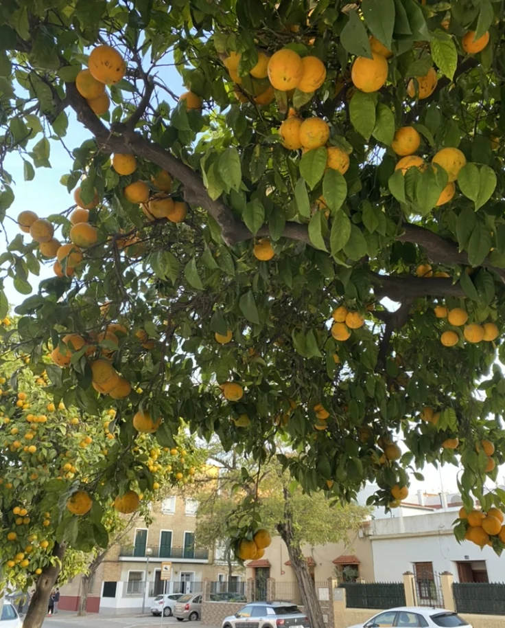South of Spain: Jerez de la Frontera curated by Rebekah Smith