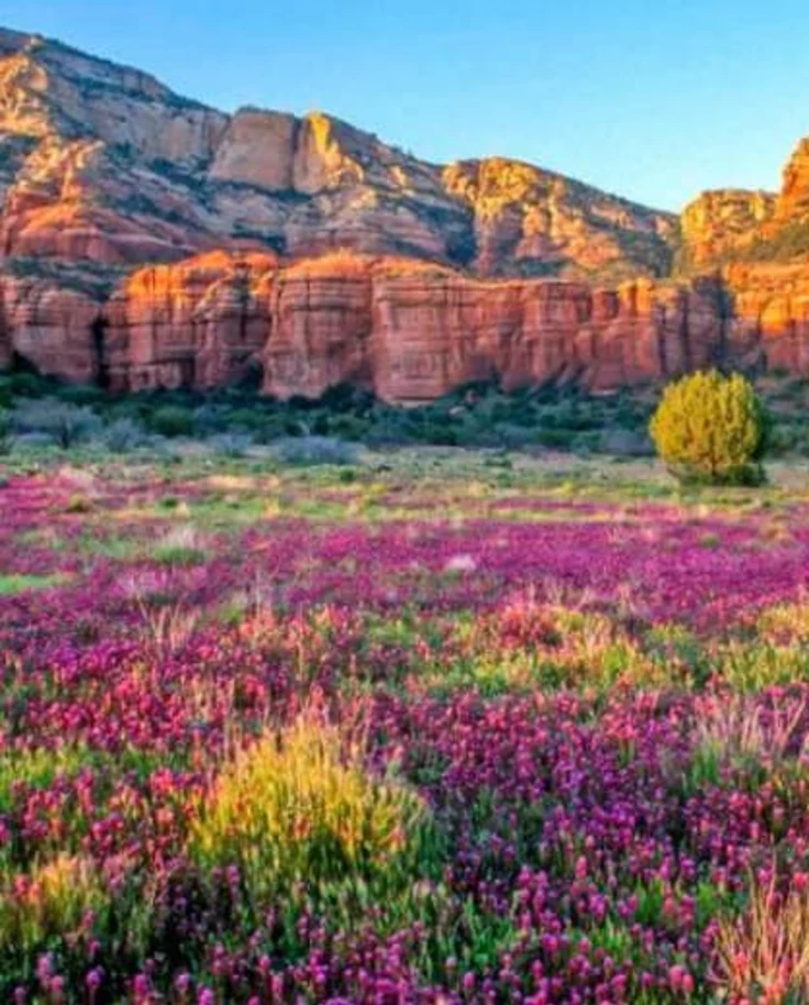 Wellness in the Vortex: A Guide to Sedona's Healing Heart curated by Joslyn LaBelle