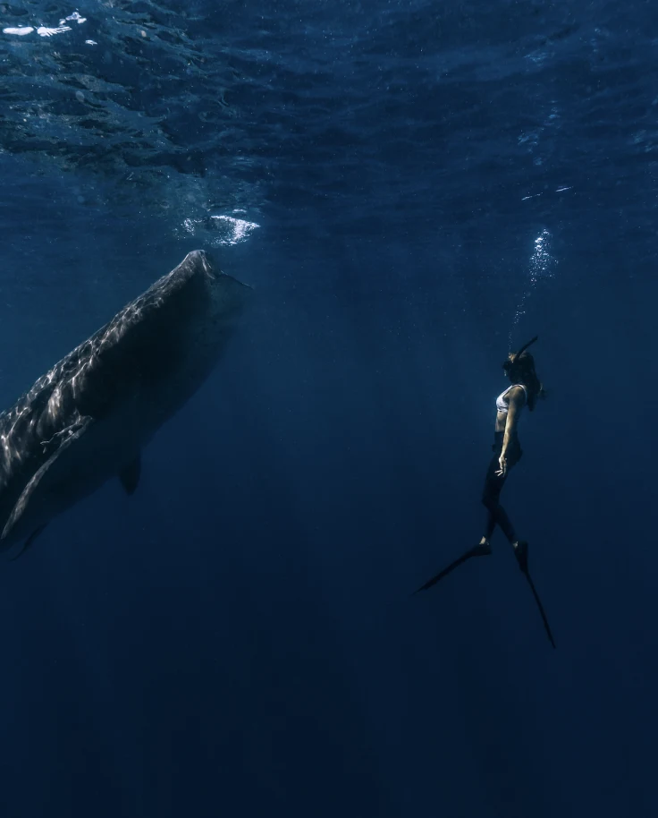 Your Ultimate Guide to Whale Sharks in Mexico curated by Hannah Patten