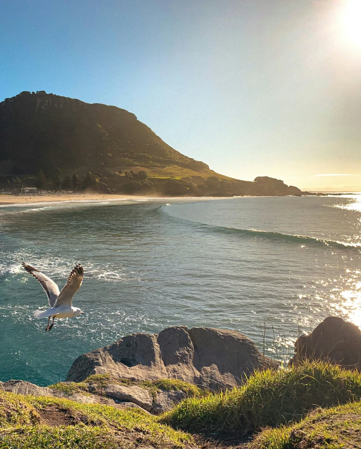 A New Mom's Guide to North Island, New Zealand curated by Shanon Morris