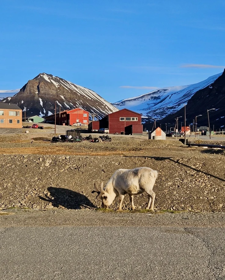 Arctic Appetites: Dining Adventures in Svalbard curated by Sarah Elwell