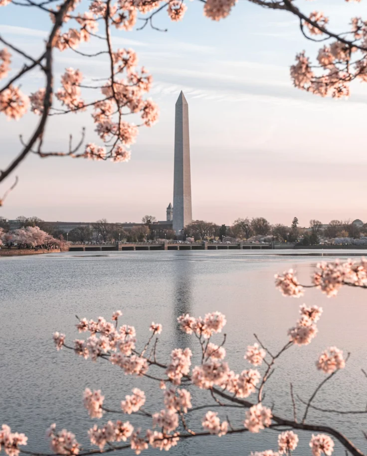 Guide to DC Cherry Blossom Season curated by Cali Woj