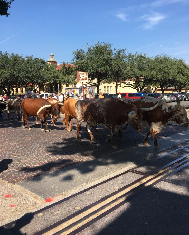 A Local’s Guide to Fort Worth – Where Cowboy Culture Meets City Charm curated by Thomas Bourne