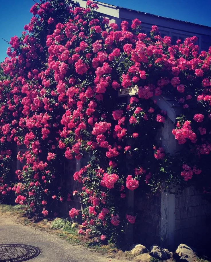 36 Hours with The Grey Lady: Weekend Guide to Nantucket curated by Kathryn Brennan