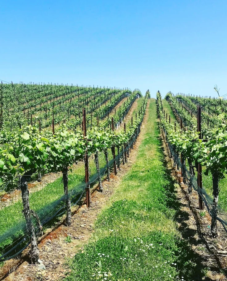 Healdsburg: Your Gateway to Sonoma's Best Wines and Experiences curated by Dawn McKenzie