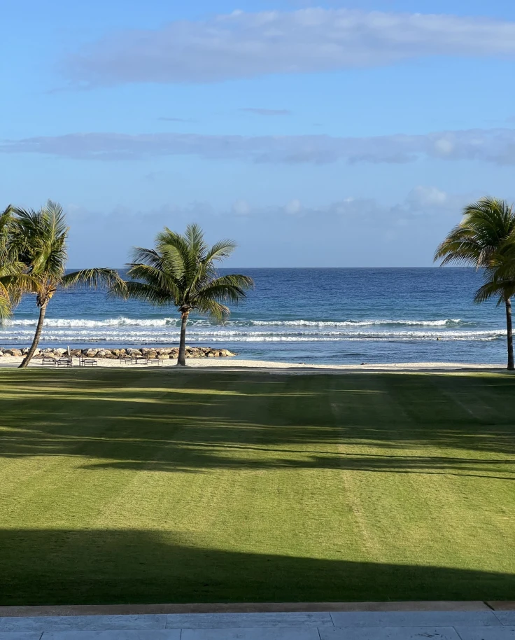 Grass and palm trees with ocean behind.