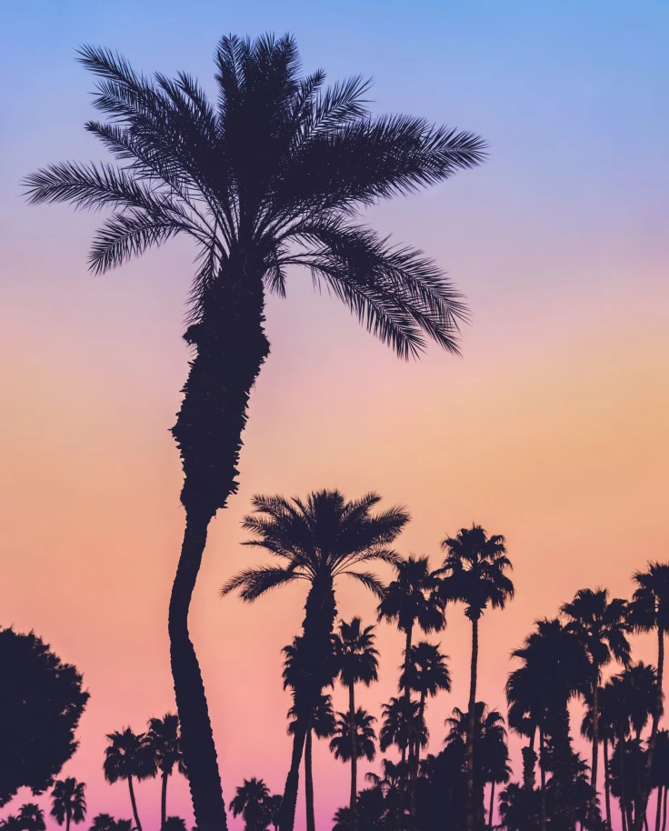 palm tree sillouette