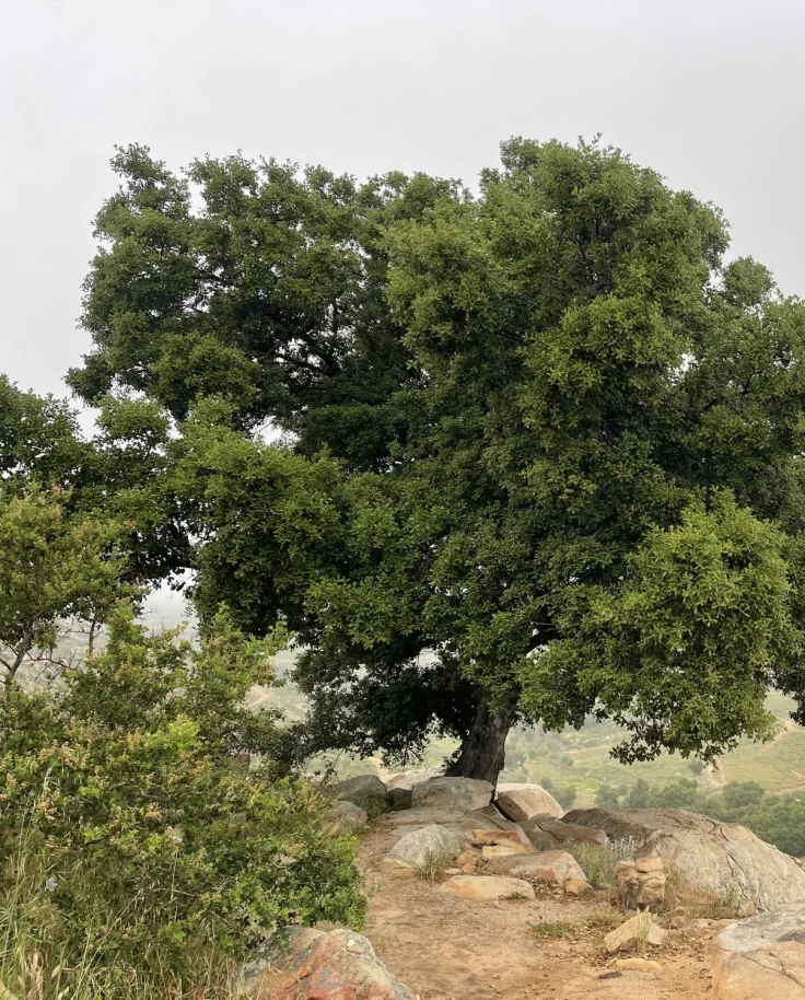 A tree on a hillside with a view of the valley in the background