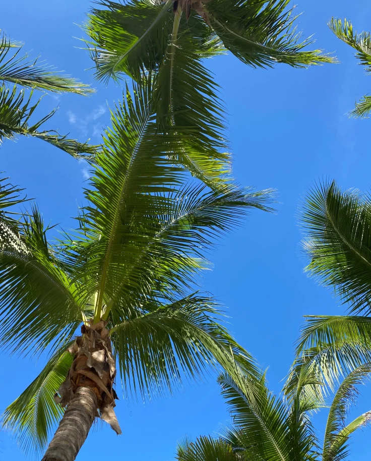 A spectacular view of the sky and palm trees