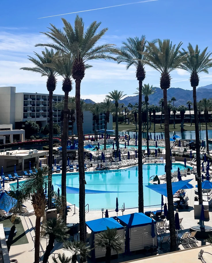 palm trees and pool