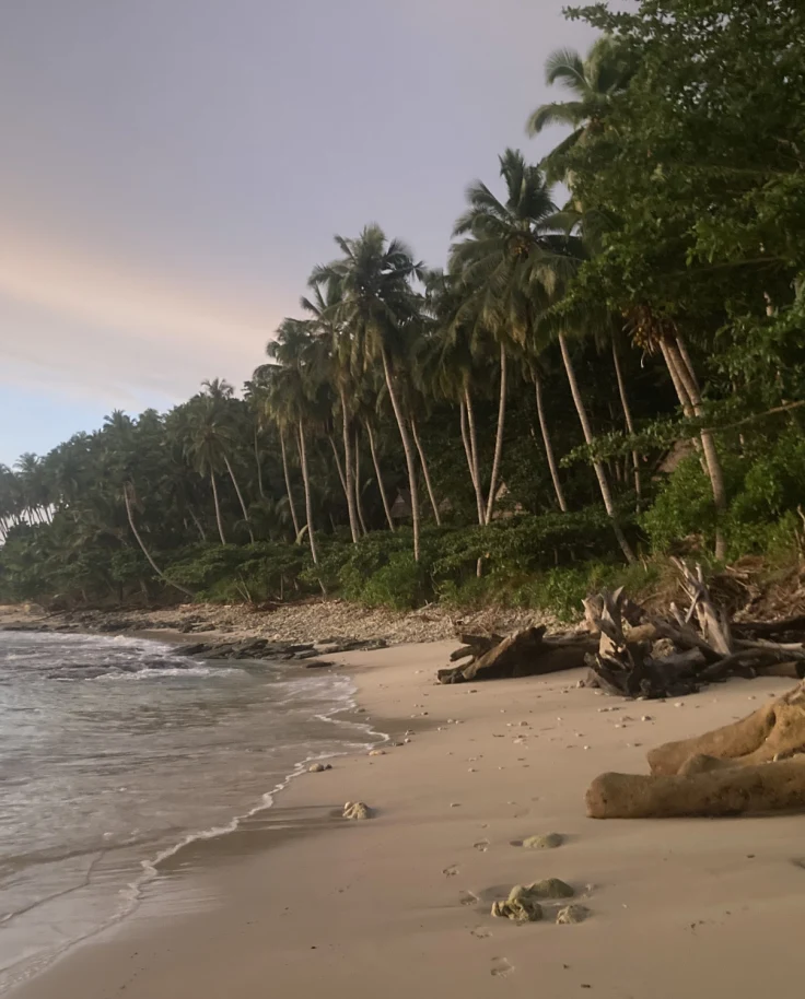 Beach at sunset with green palm trees and calm water.