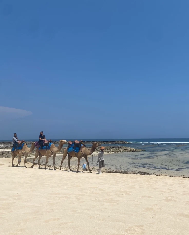Sea and seaside view with camels on the beach