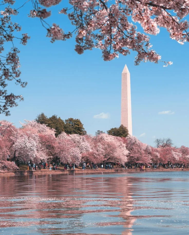 Beautiful lake with pink flower trees on the edge