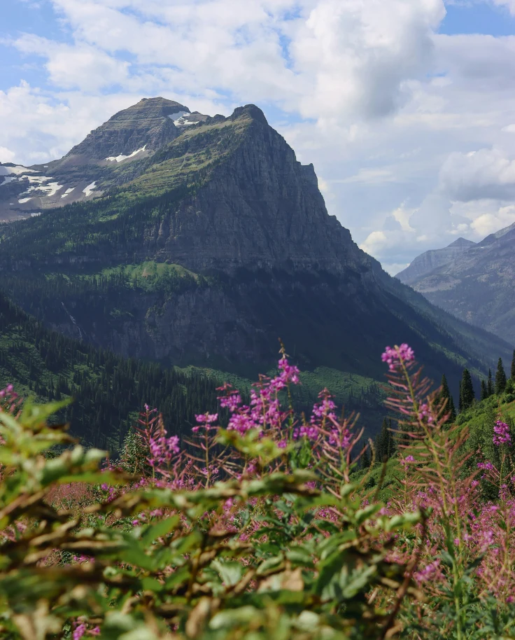A daytime view of a mountain with purple flowers blooming in the foreground.