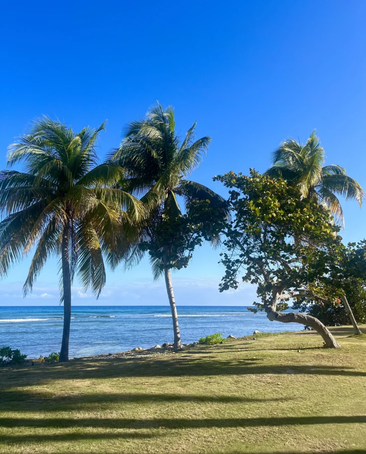 A lawn with palm trees overlooking the ocean.
