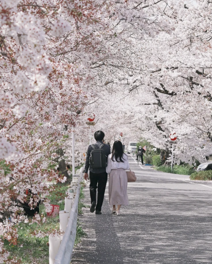A view of a couple walking side by side surrounded by cherry blossom trees next to a white fence.