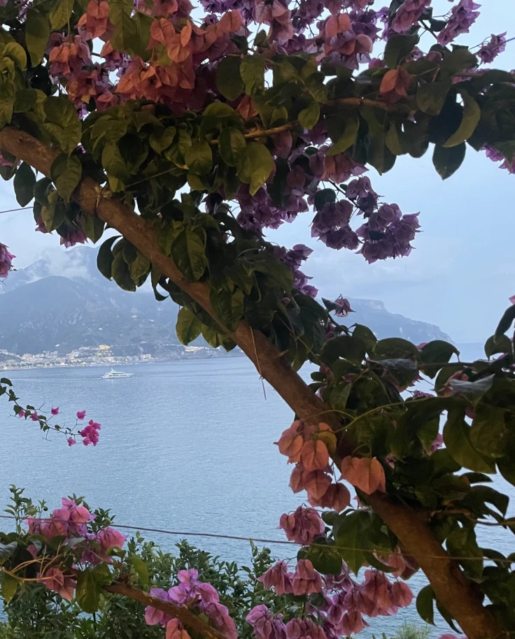 A view of a body of water with pink flowers on a tree in view