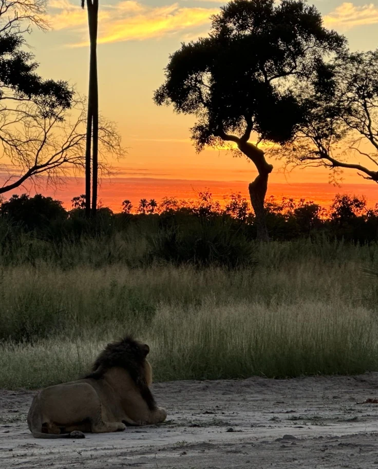 Male lion at sunrise in the Okavango Delta.