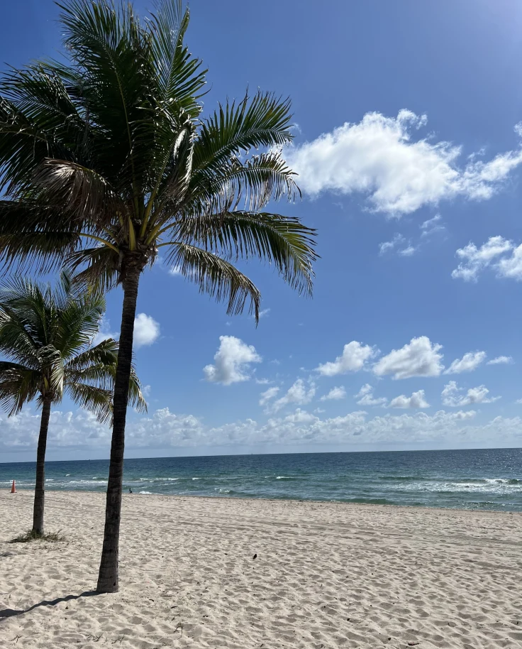 A sandy beach with palm trees on a clear day- Amanda Hooper