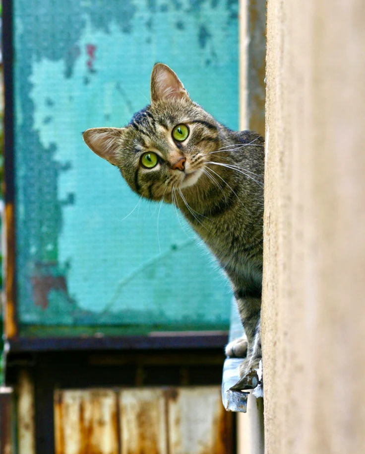 Cat peeking from the window
