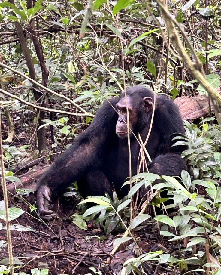 Mountain Gorillas