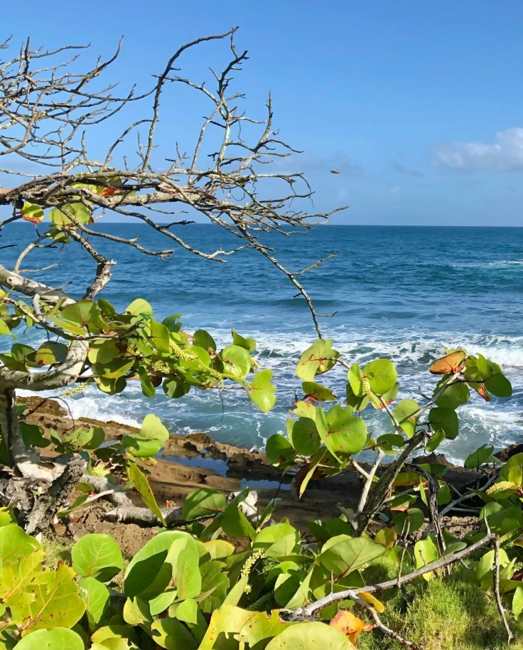 View of the sea through green foliage on a cliff