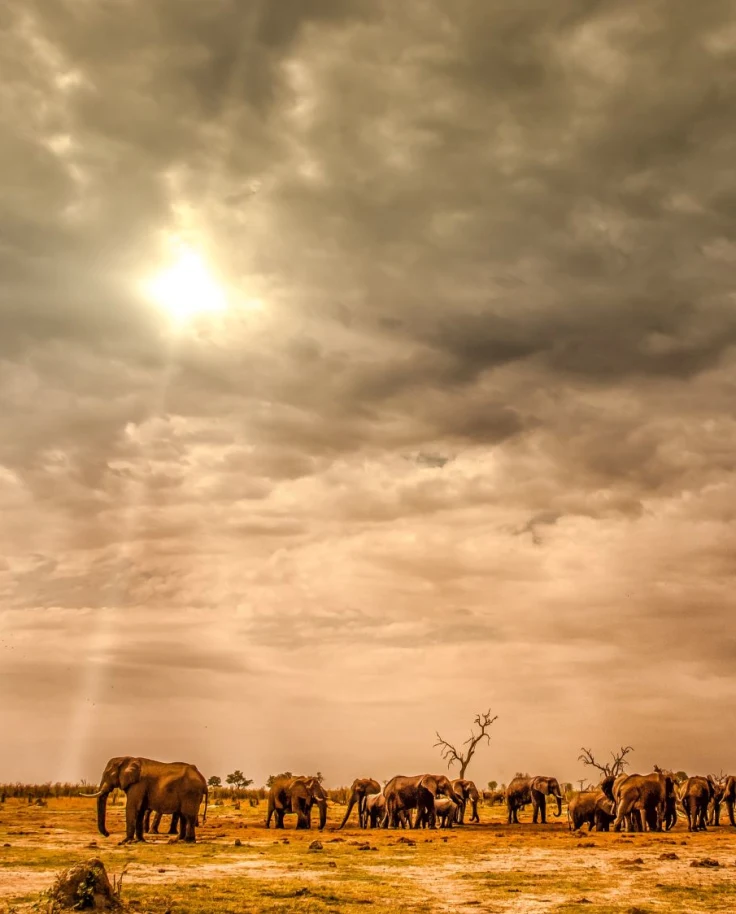View of safari