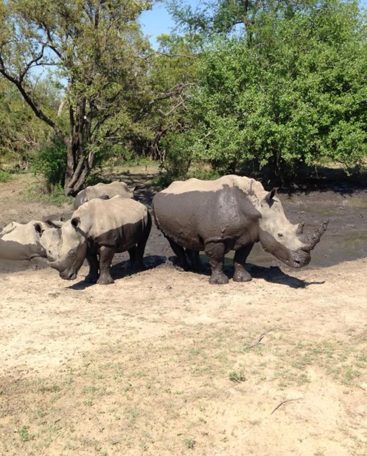 Two rhinos next to a a mud puddle during the daytime