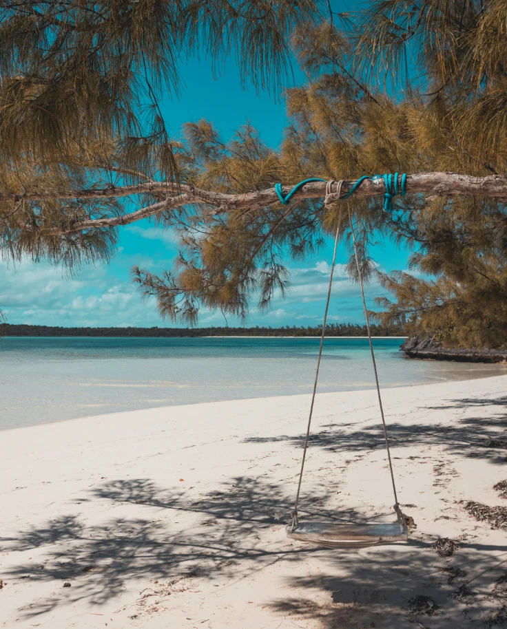 A rope swing hanging from a tree on a Bahamian beach on a sunny day.