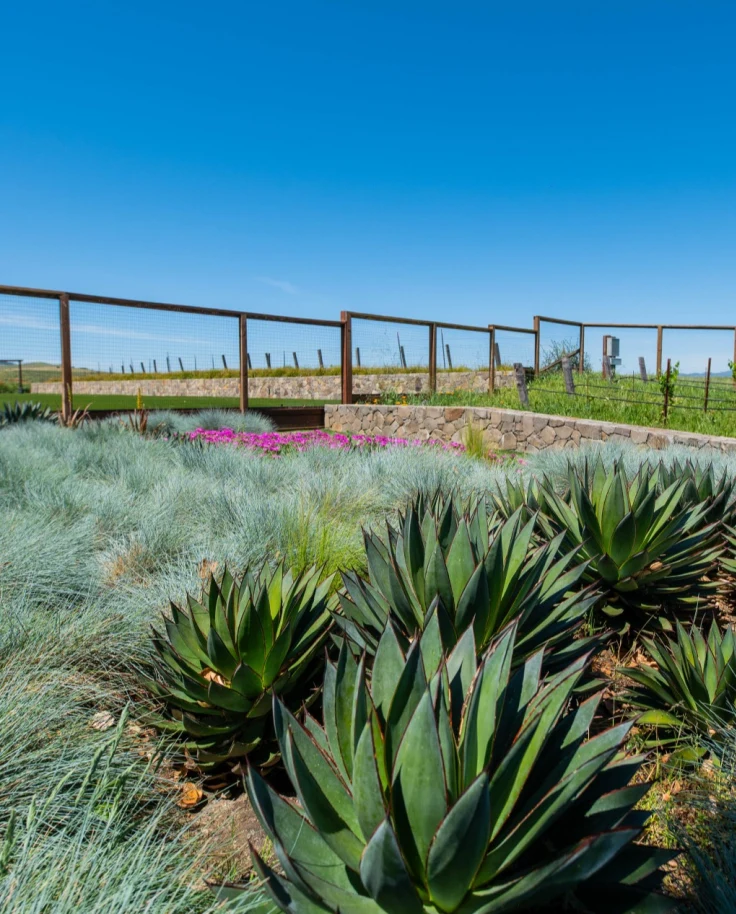 Large succulents and lavender with vineyards in the background.
