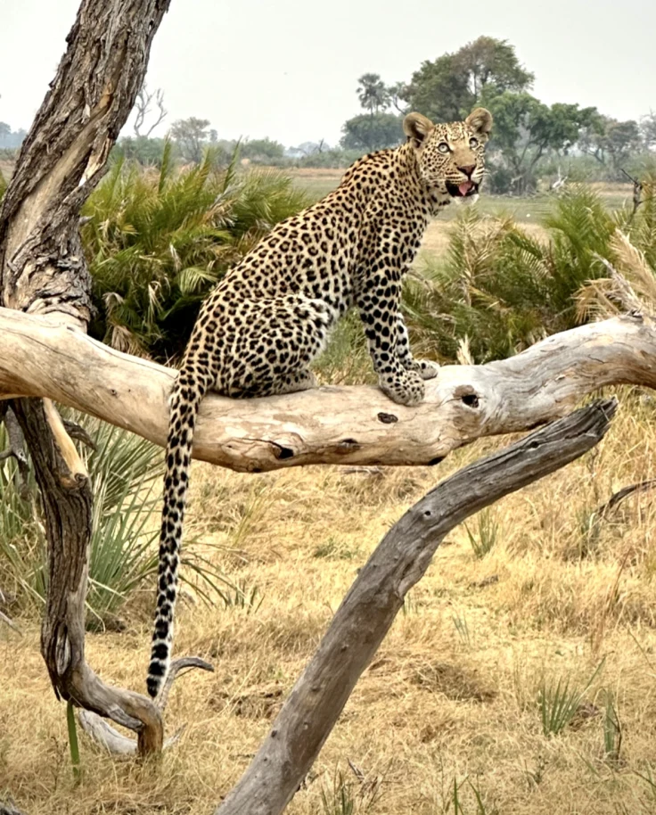 View of Safari