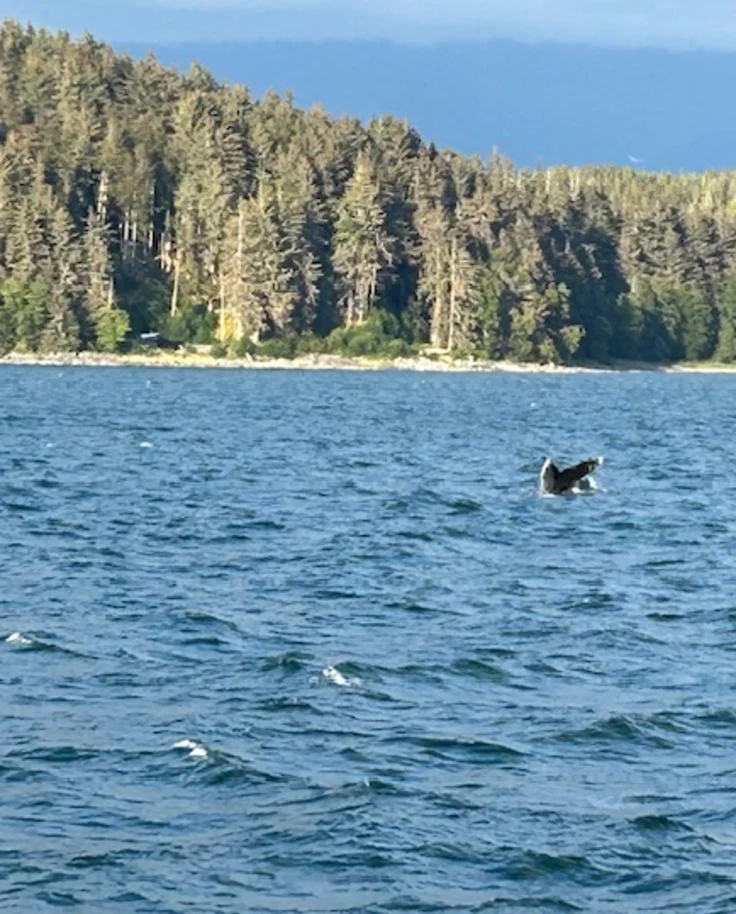 A whale tail sticking out of the water, with a line of green trees surrounding it. - Mindy Levin