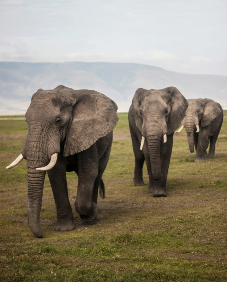 A view of three elephants walking around in their natural habitat in the daytime.