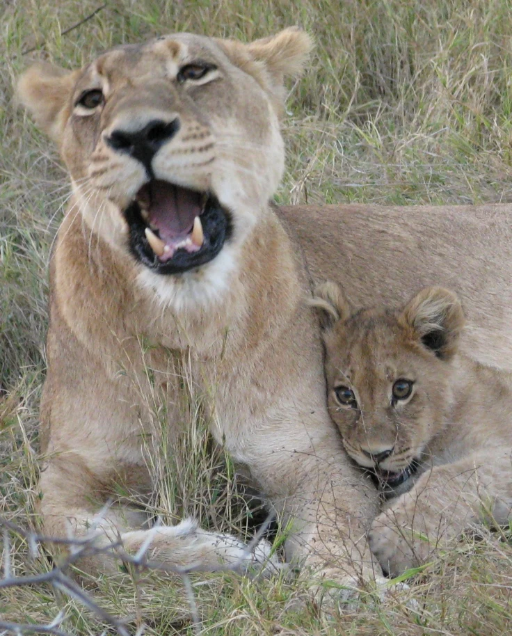 Lion and her cub
