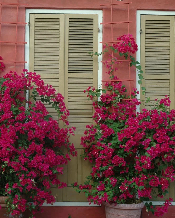 Pink flowers in front of a red brick building