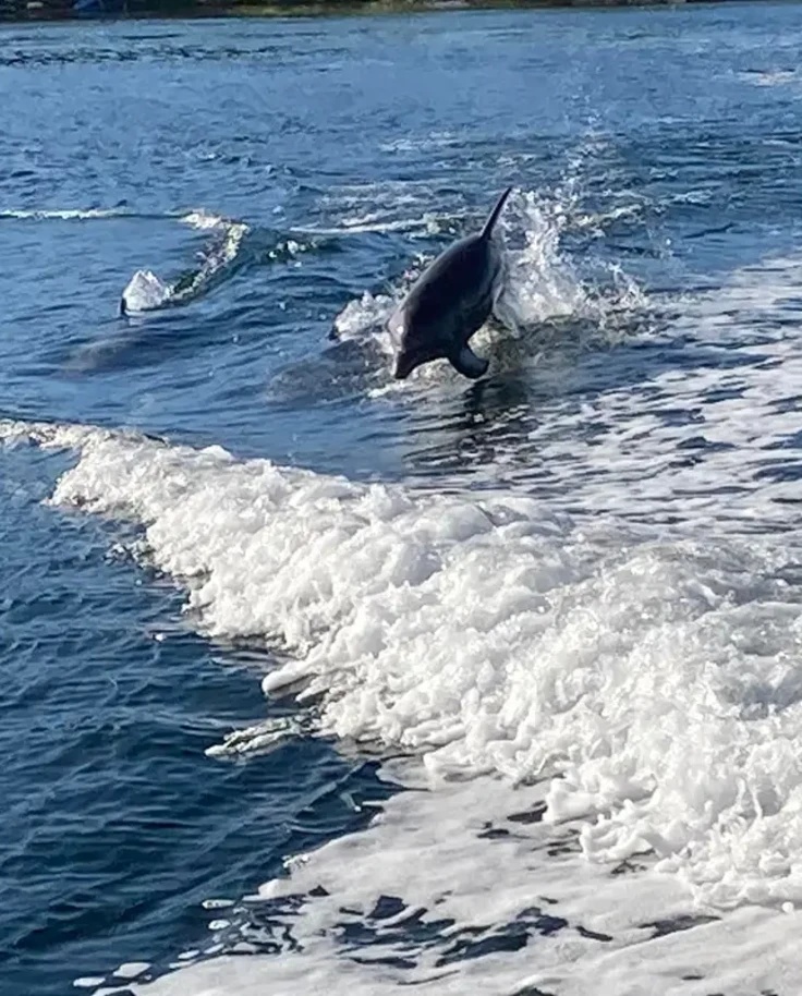 Dolphins swimming in the ocean, leaping up for air