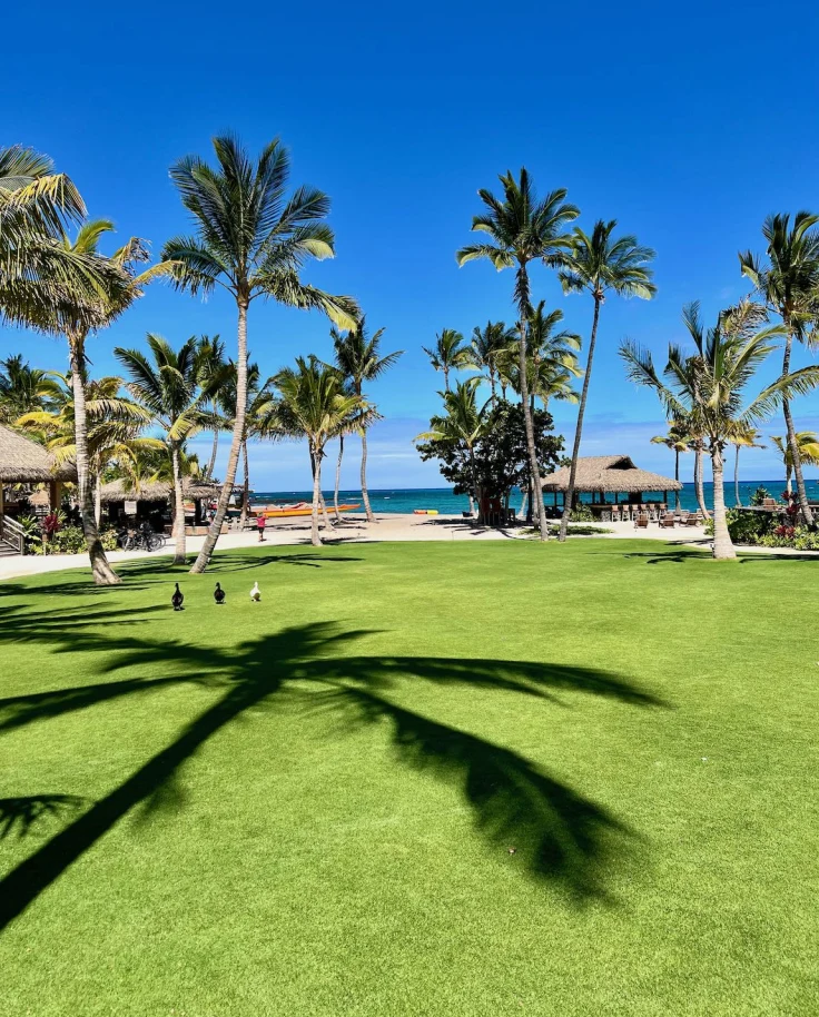 Palm trees surrounding a green lawn during the daytime