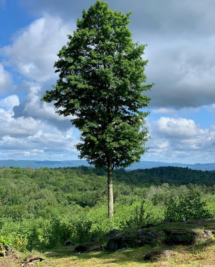 A tree in the middle of a green grassy field with cloudy blue skies overhead.