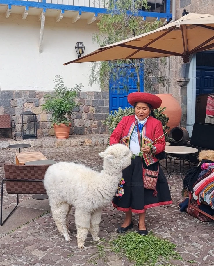 Peruvian lady in traditional dress standing in a courtyard feeding a white llama