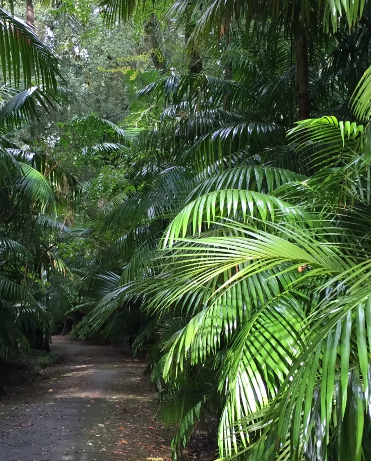 tropical view