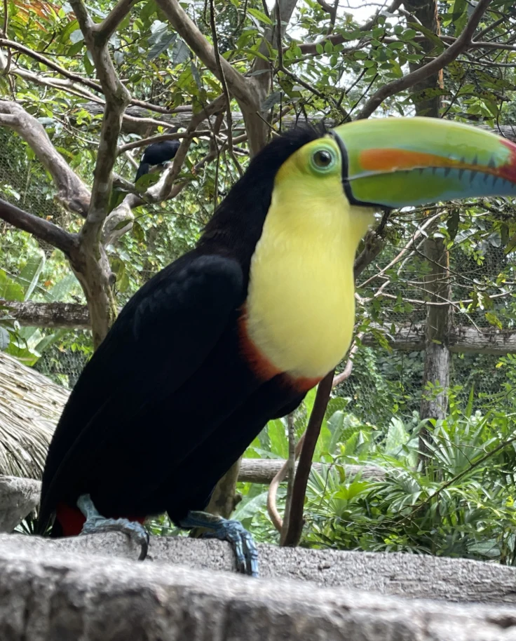 A toucan with a colorful beak sitting in a tree