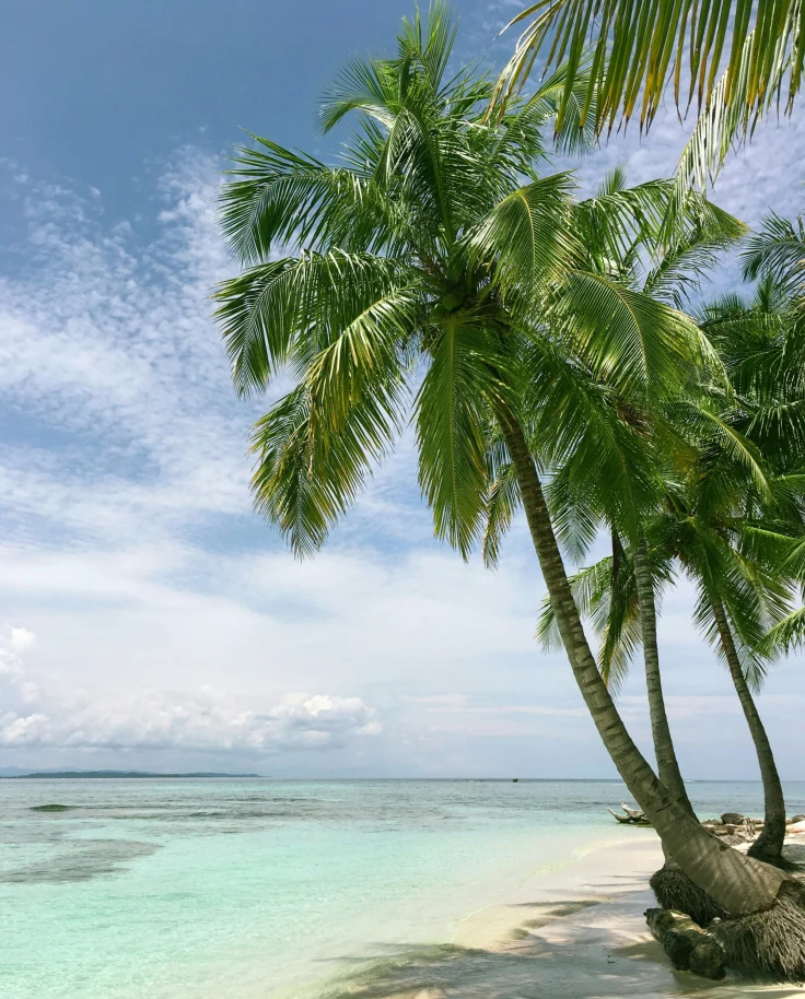 A view of a white sand beach, palm trees and calm clear blue water on a sunny day.