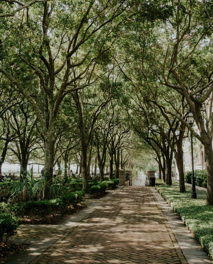 A brick walkway in Charleston lined with large trees.